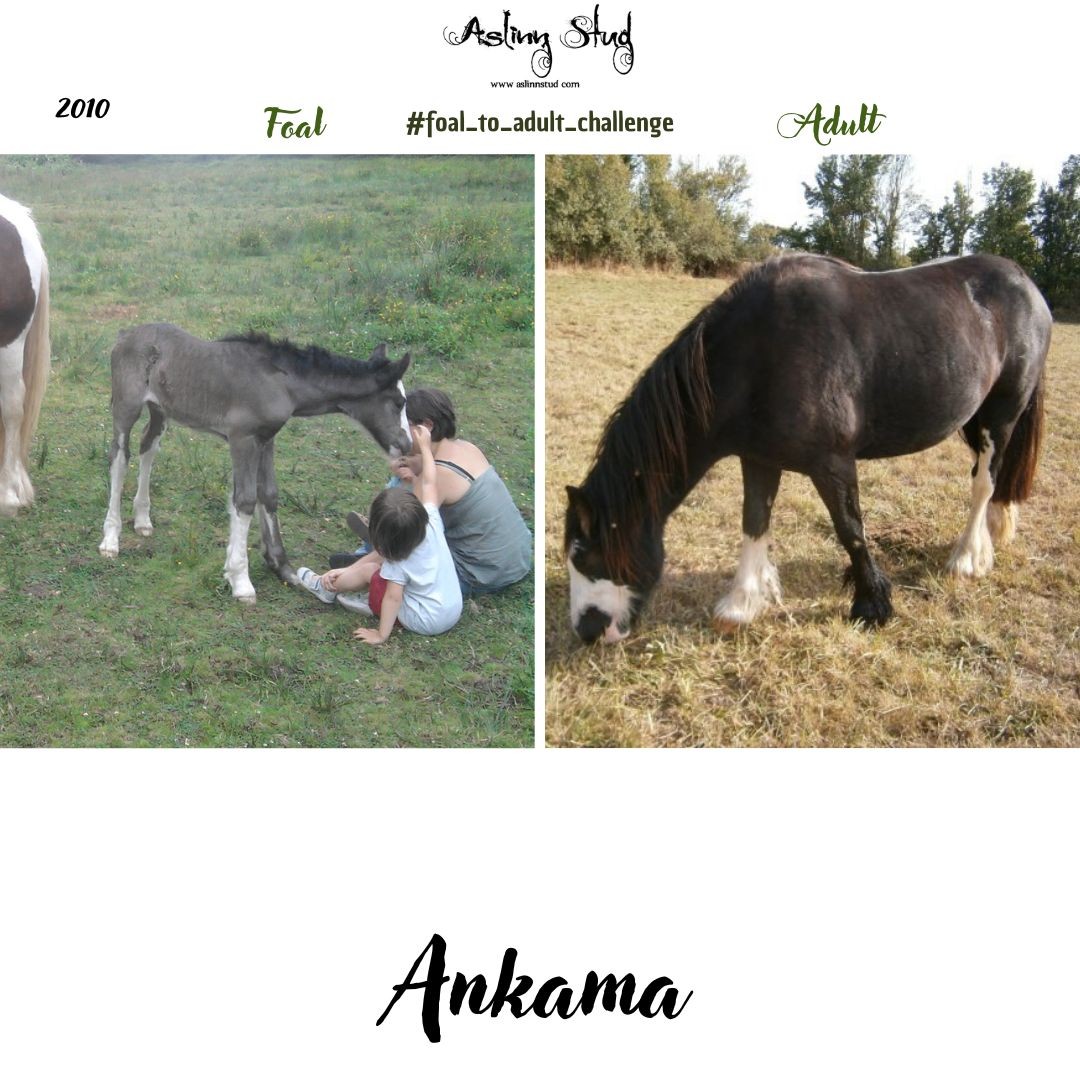2010 ankama
