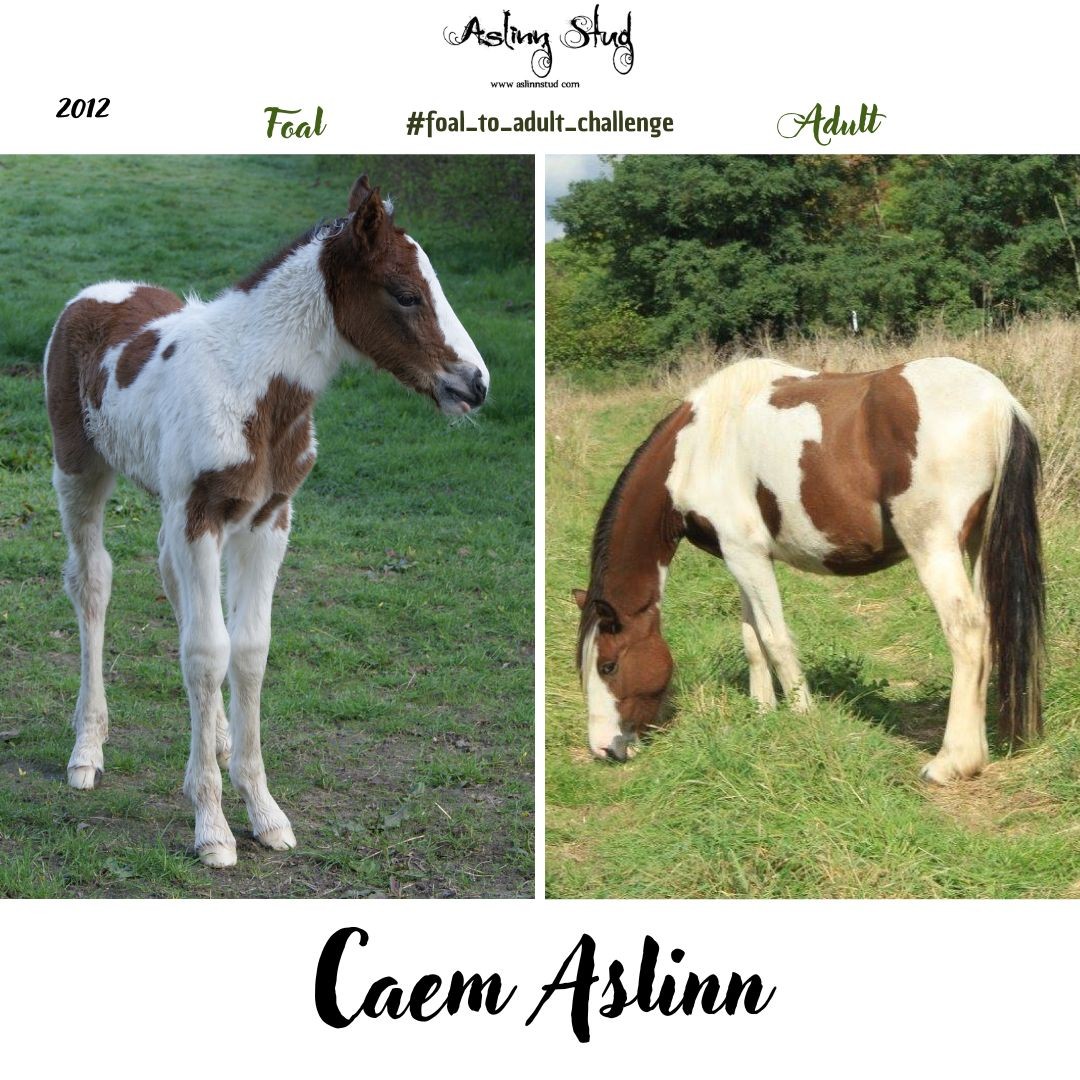 2012 caem aslinn