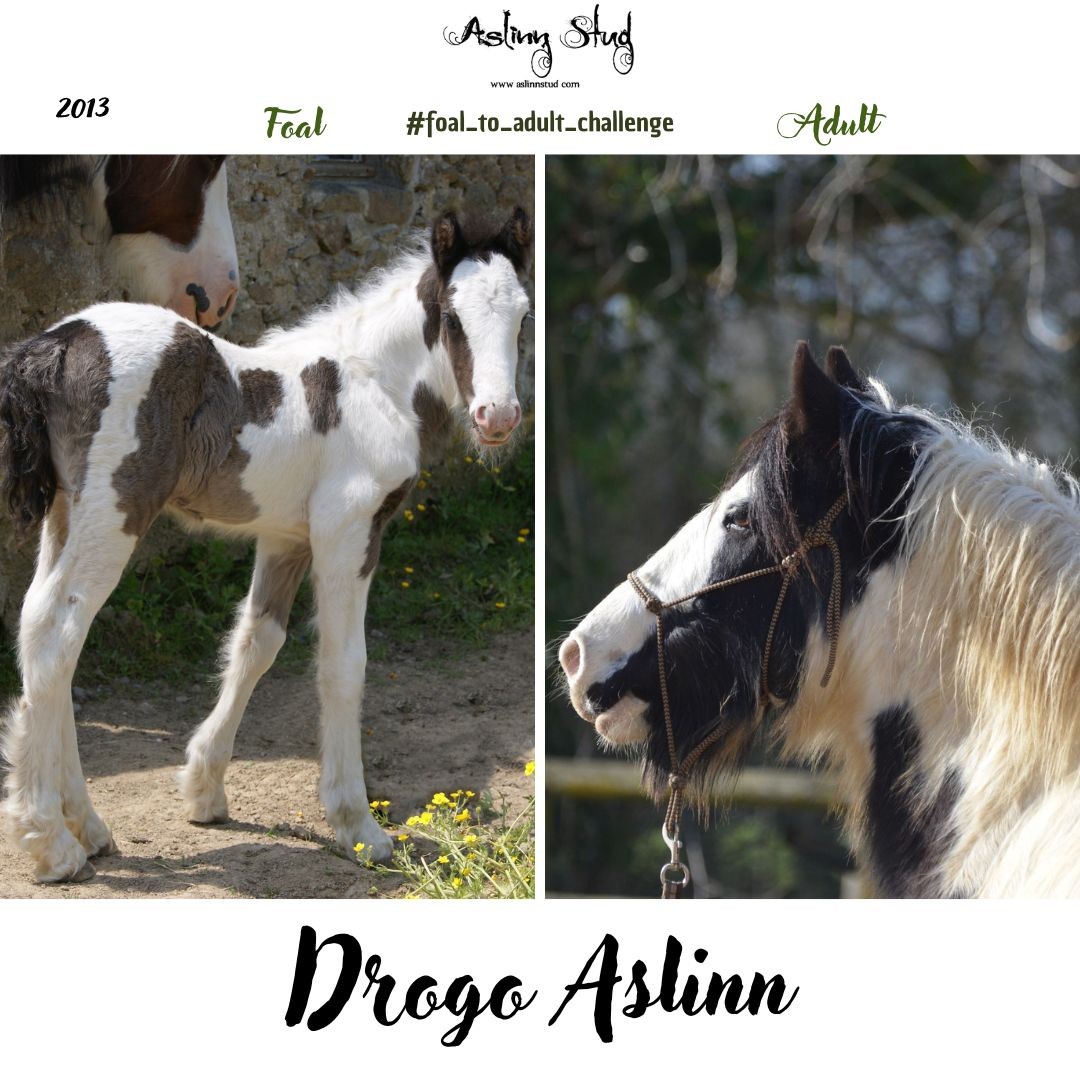 2013 drogo aslinn