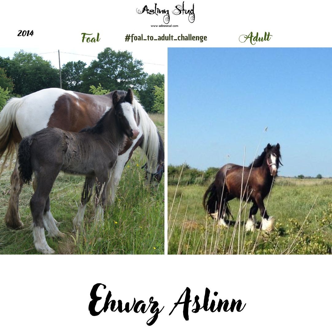 2014 ehwaz aslinn