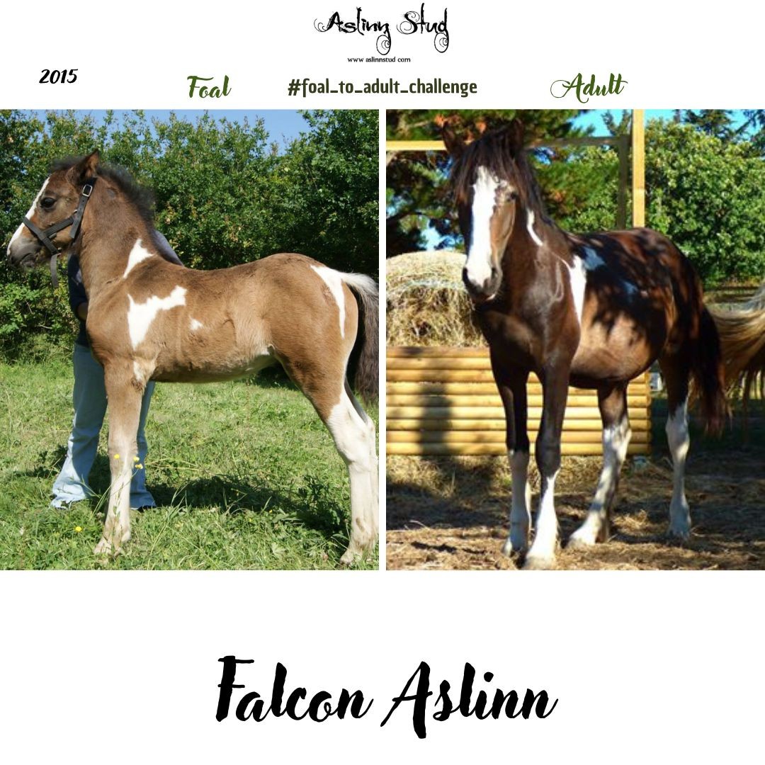 2015 falcon aslinn