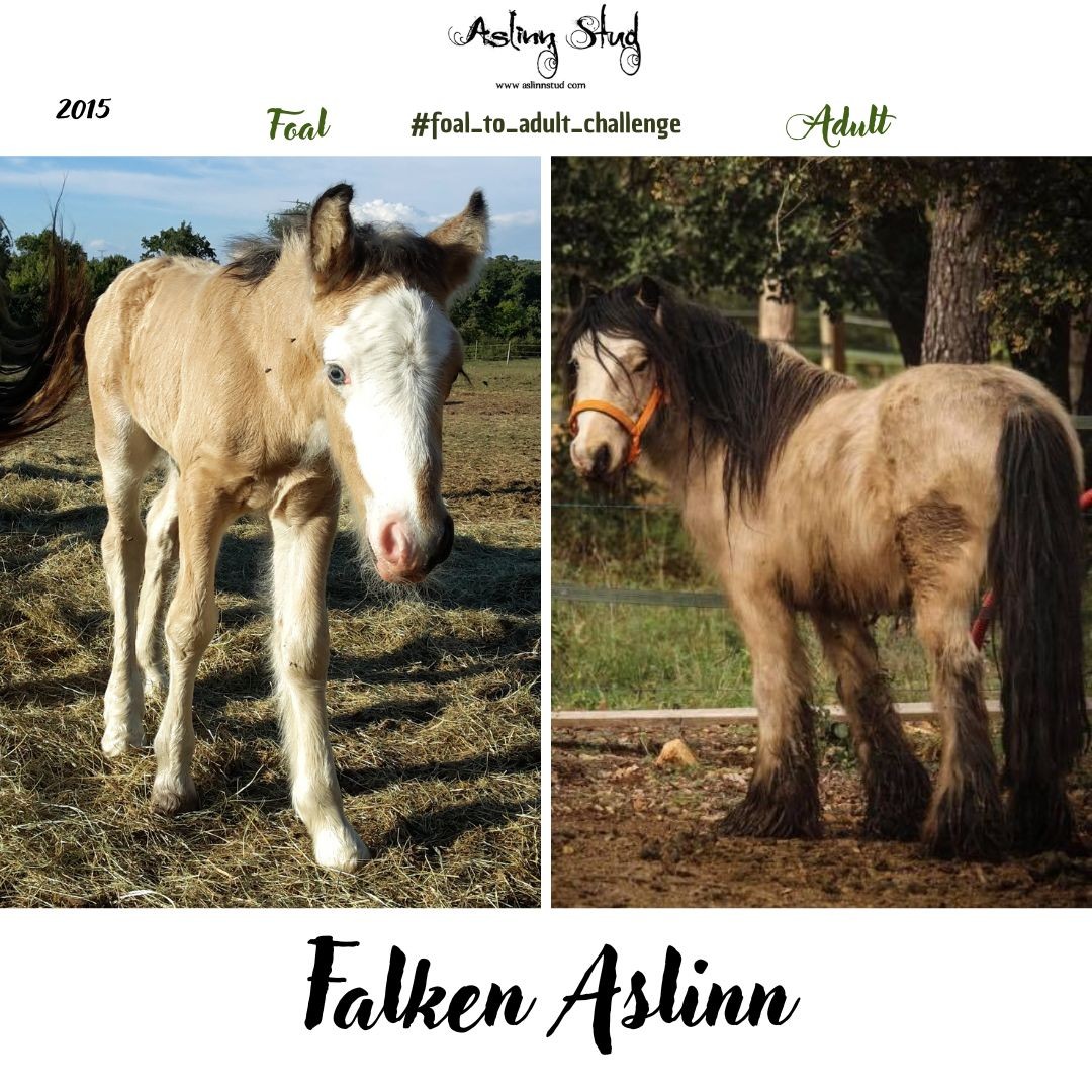 2015 falken aslinn