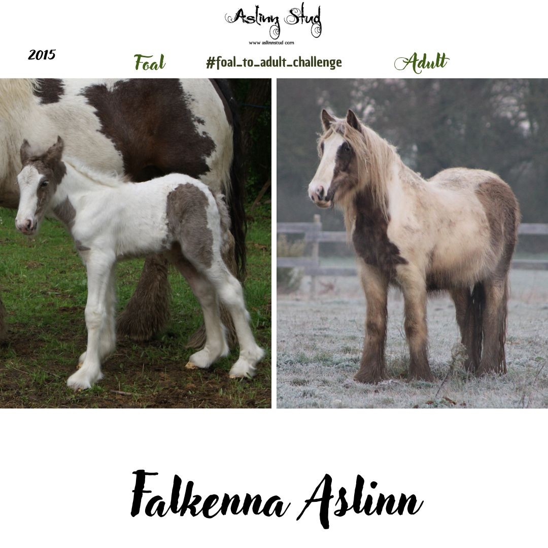 2015 falkenna aslinn