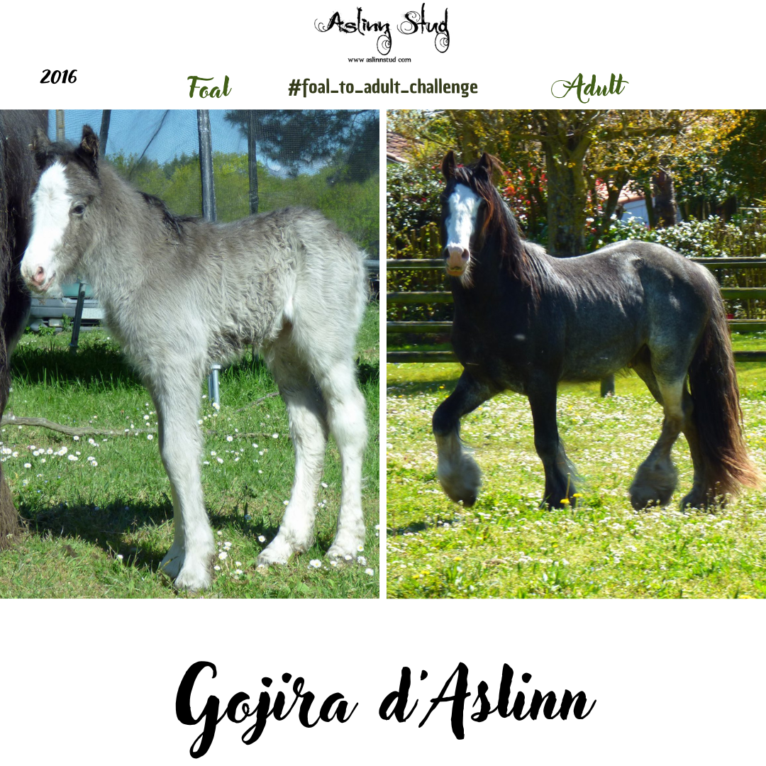 2016 gojira d aslinn