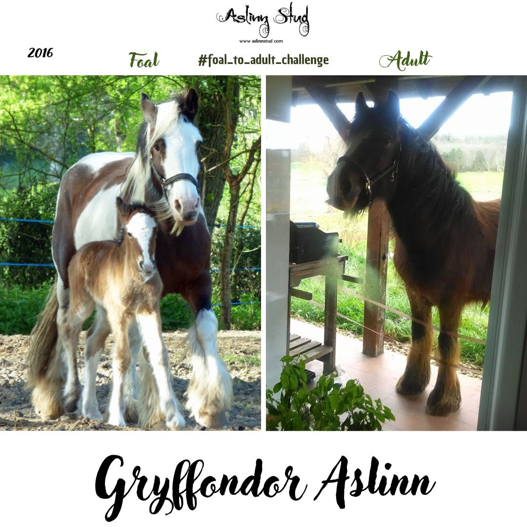 2016 gryffondor aslinn
