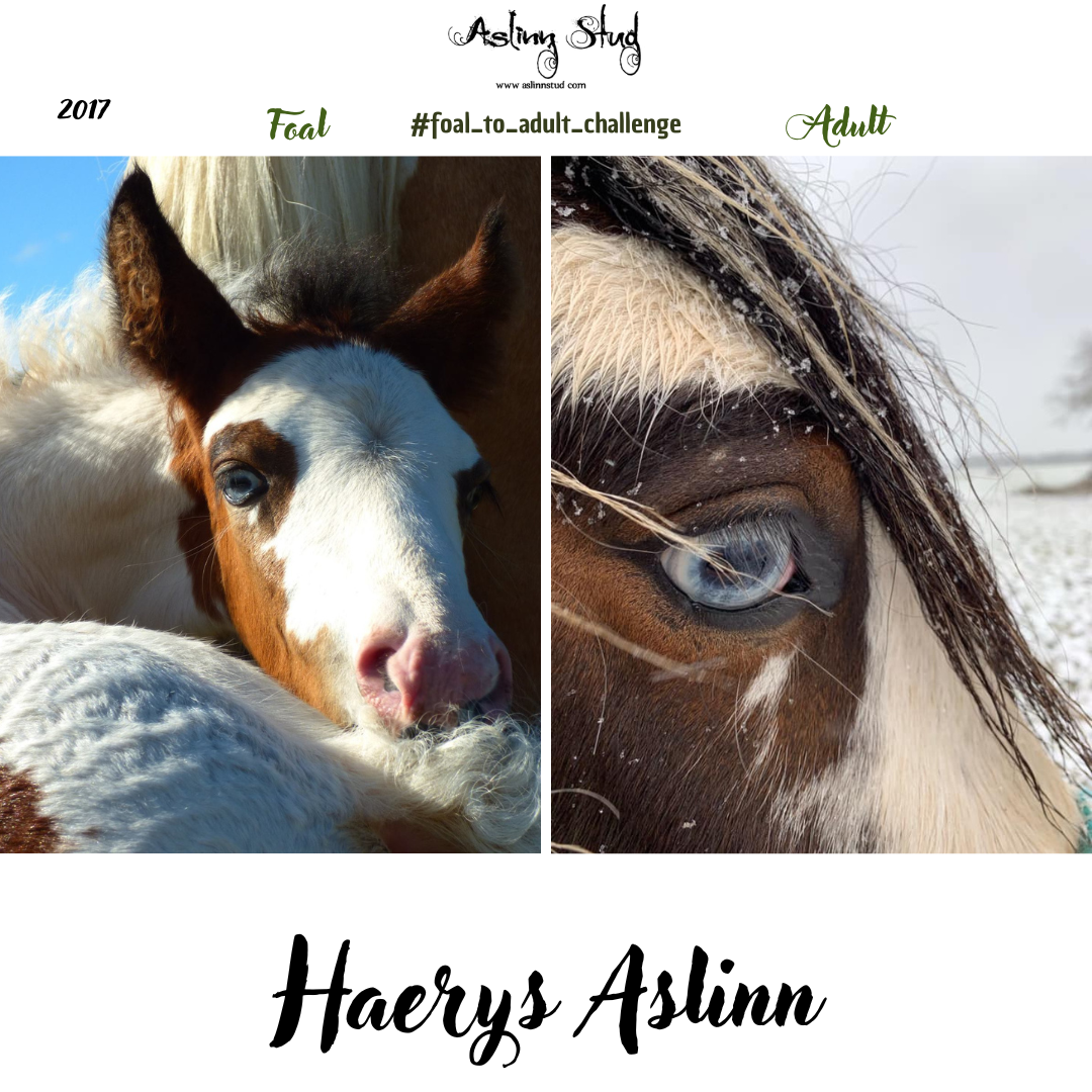 2017 haerys aslinn