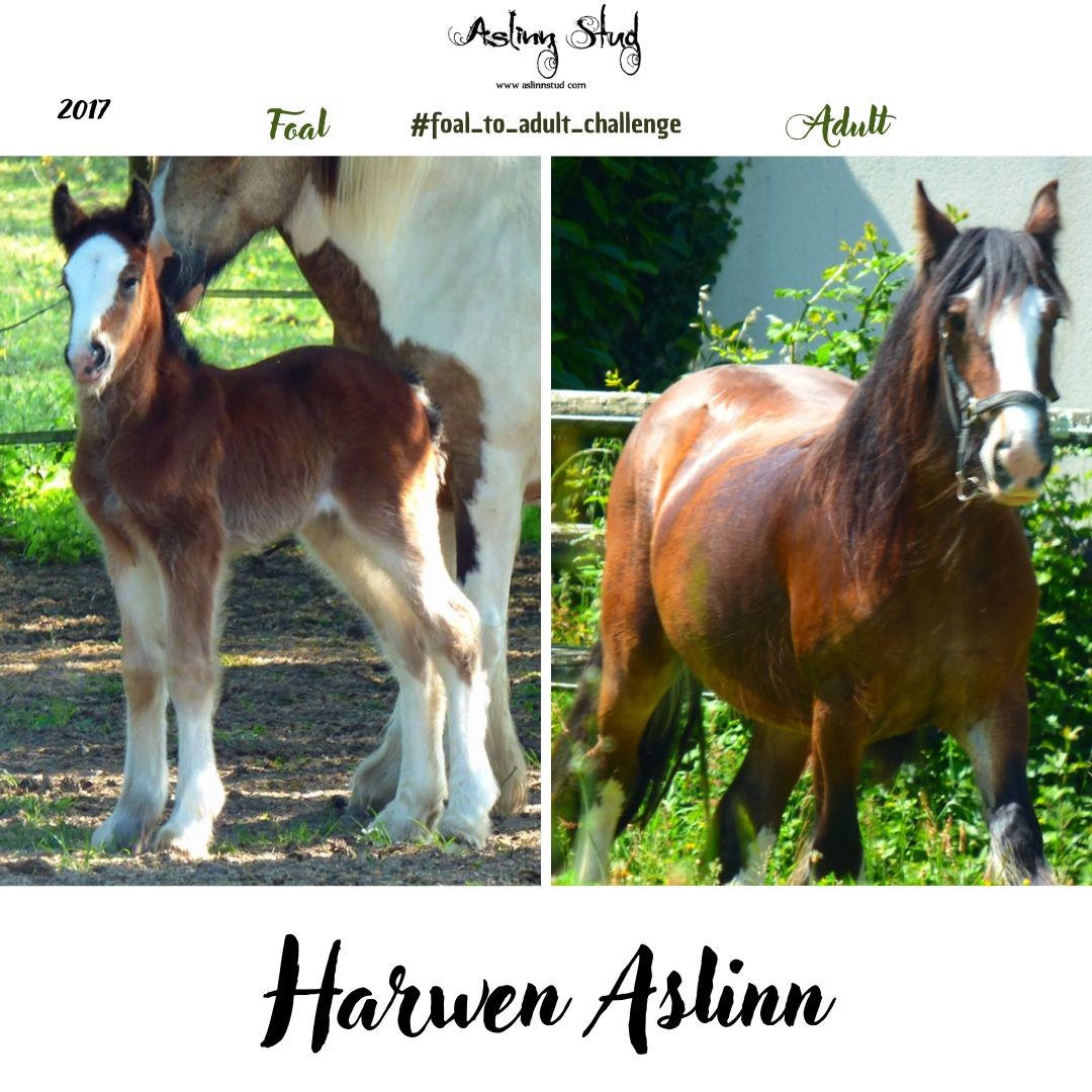 2017 harwen aslinn