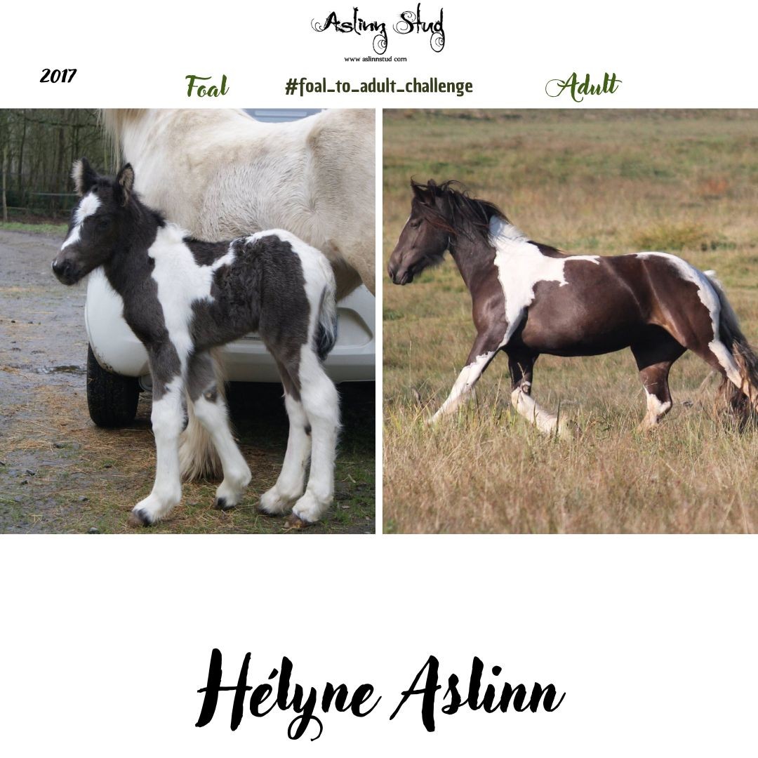 2017 helyne aslinn