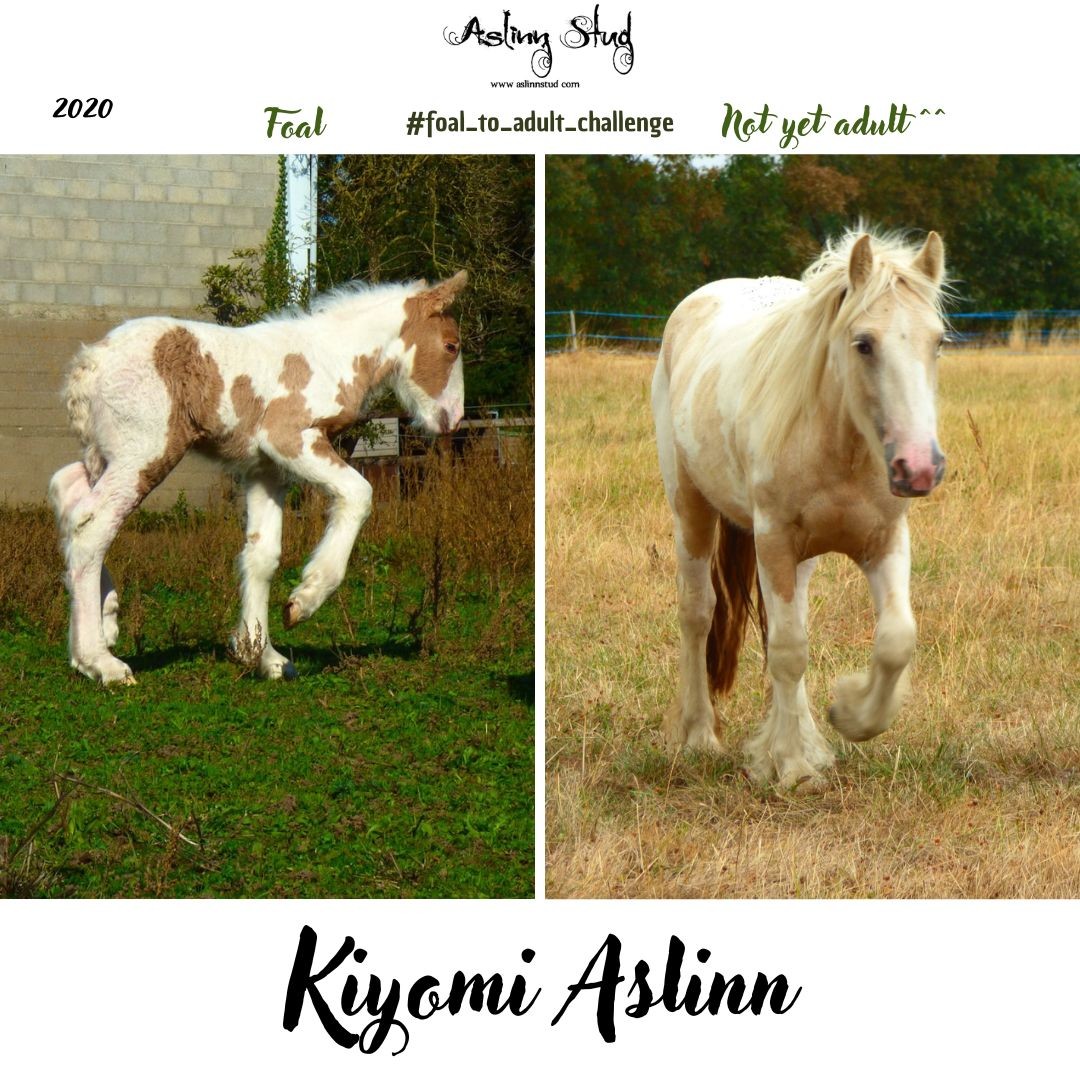 2020 kiyomi aslinn