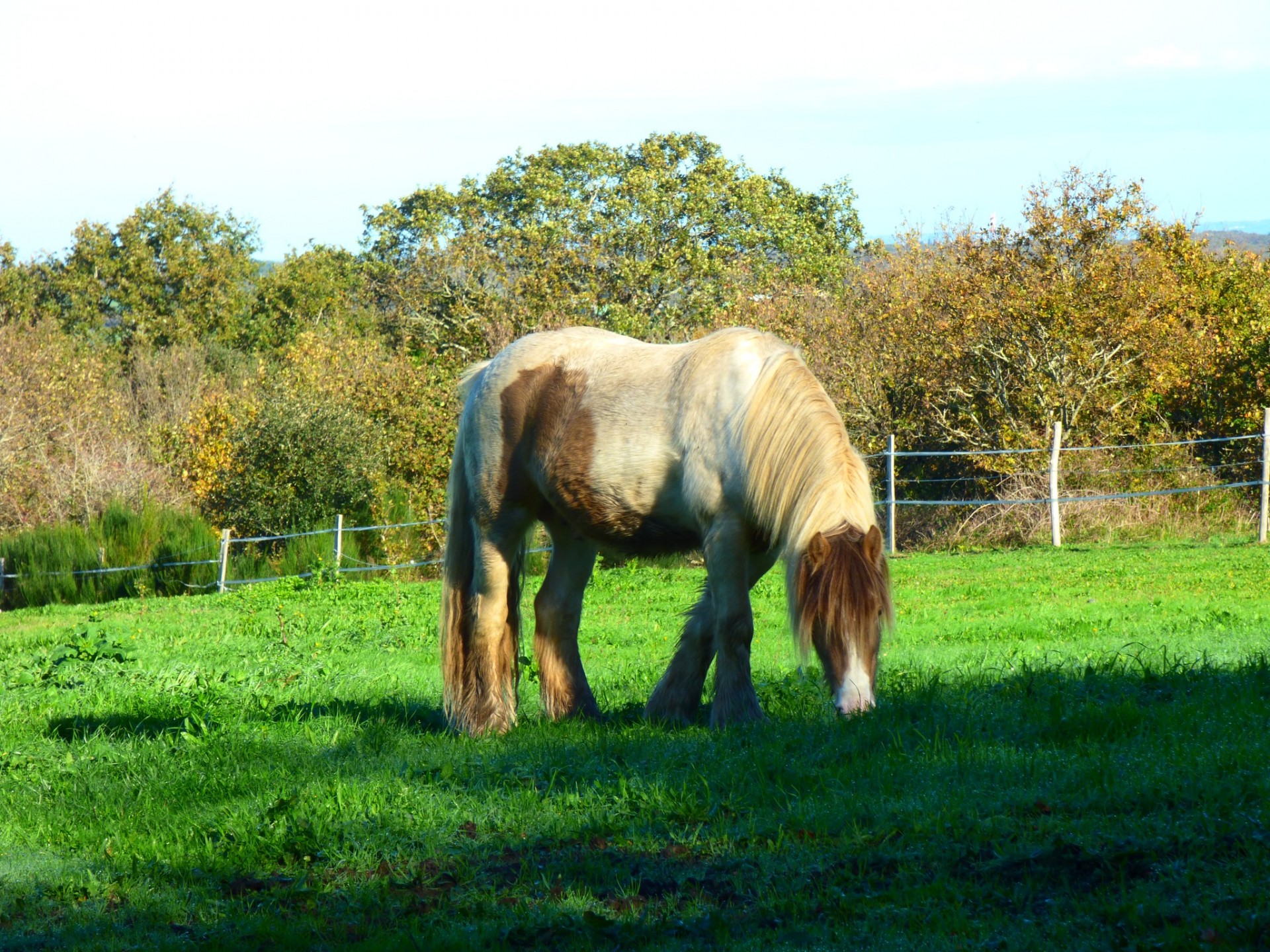 Valentino, 3 ans