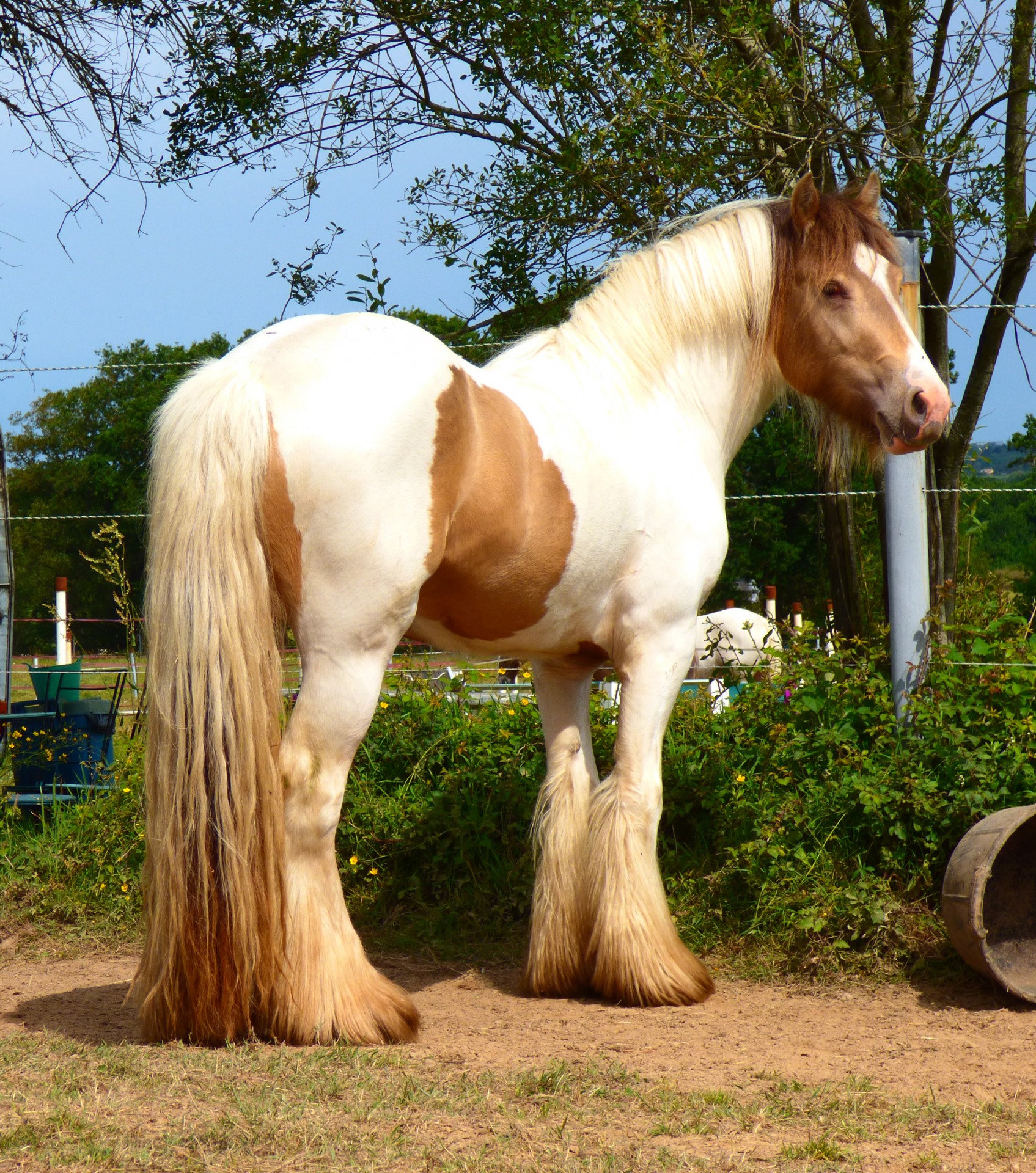 Valentino, 3 ans
