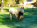 Lan Anh Aslinn, pouliche Irish Cob pie isabelle pearl