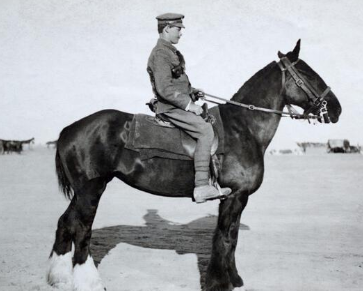 Cheval britannique armee ww1