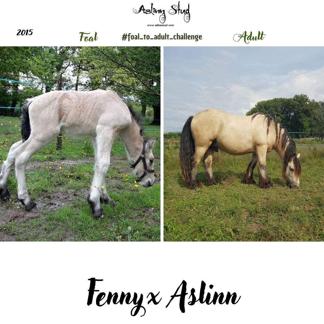 2015 fennyx aslinn