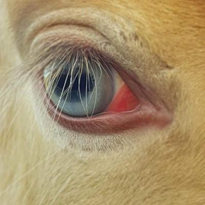 Mylo Aslinn irish cob double pearl