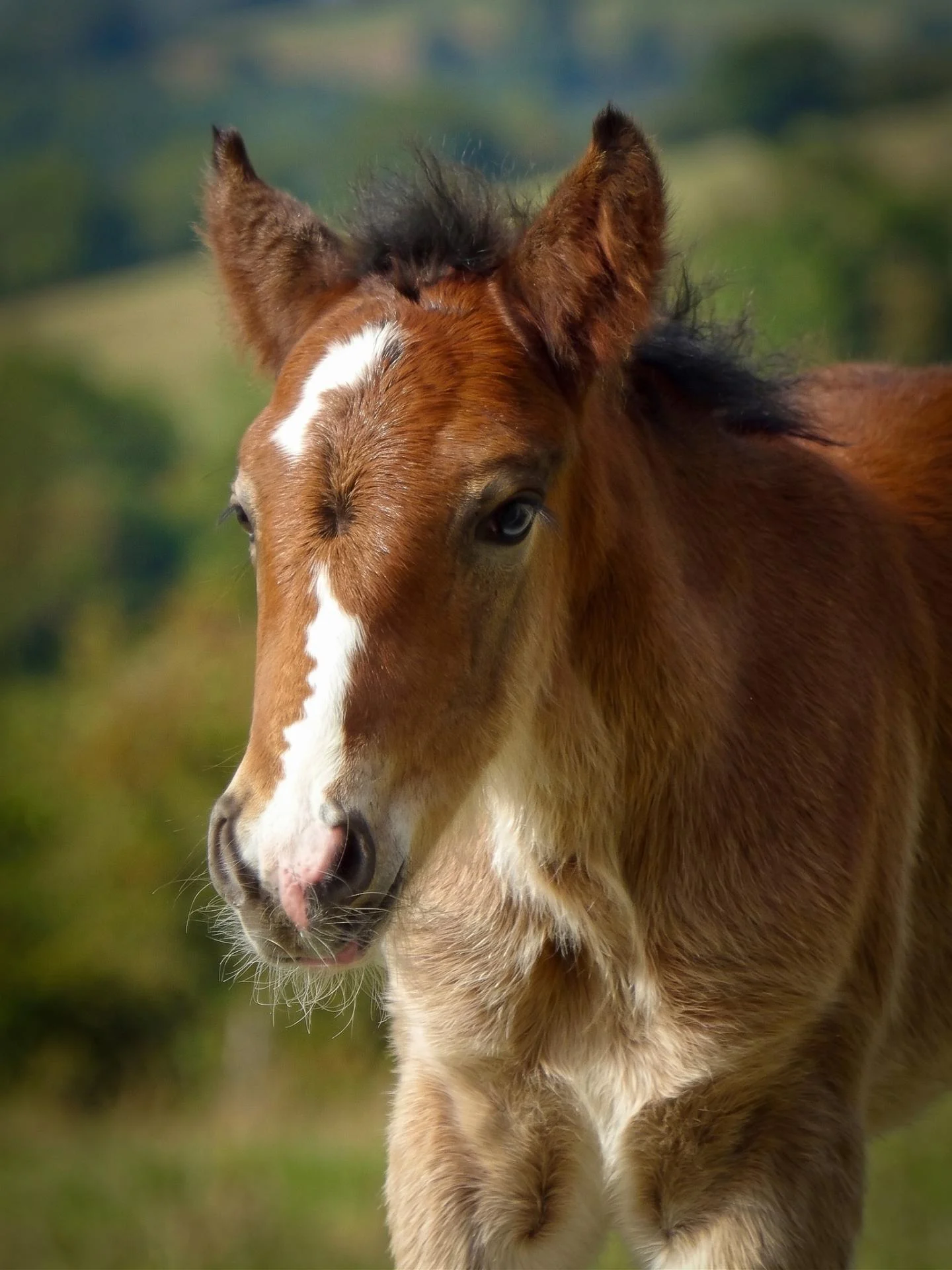 Quinzel Aslinn, pouliche Irish Cob